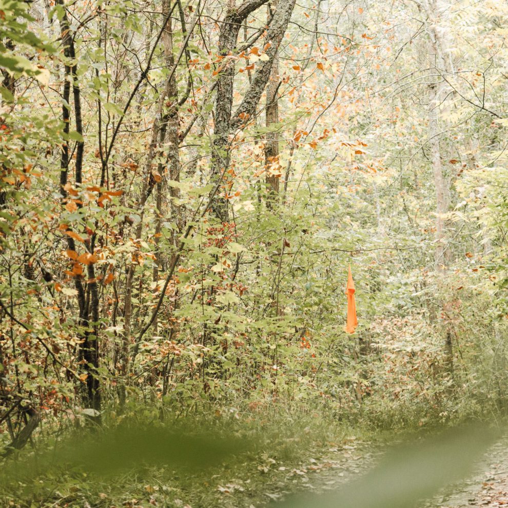 Orange shirts hanging on branches along tree-lined path.